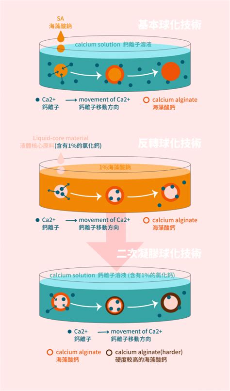 晶球是什麼|從炫技料理到可食用水球：食品科學中的晶球技術（下）